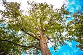 Trusted Elim, PA Tree Services Experts